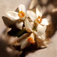 Luminosa flor de naranja