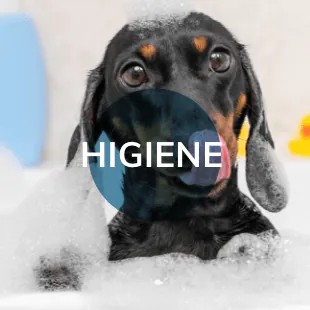 Higiene