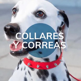 Collares y correas