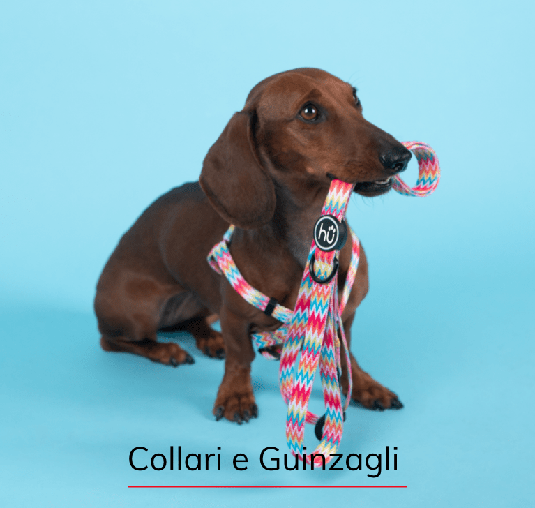 Collari e guinzagli