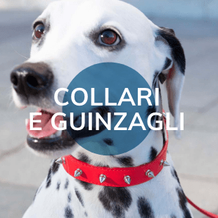 Collari e guinzagli