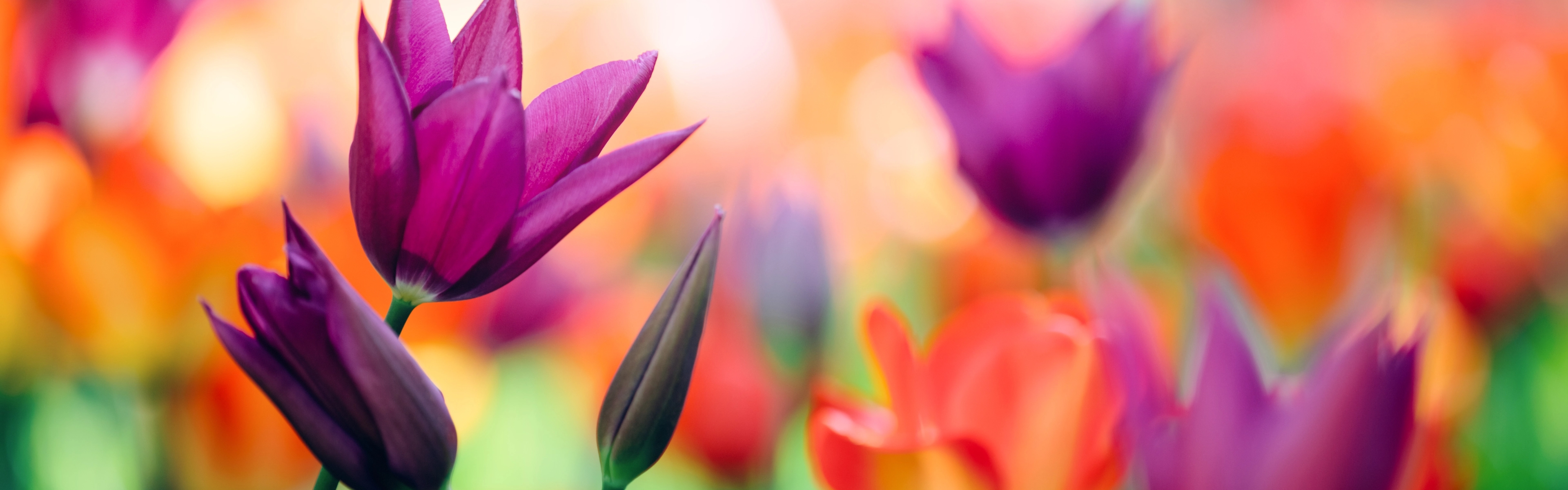 Primavera