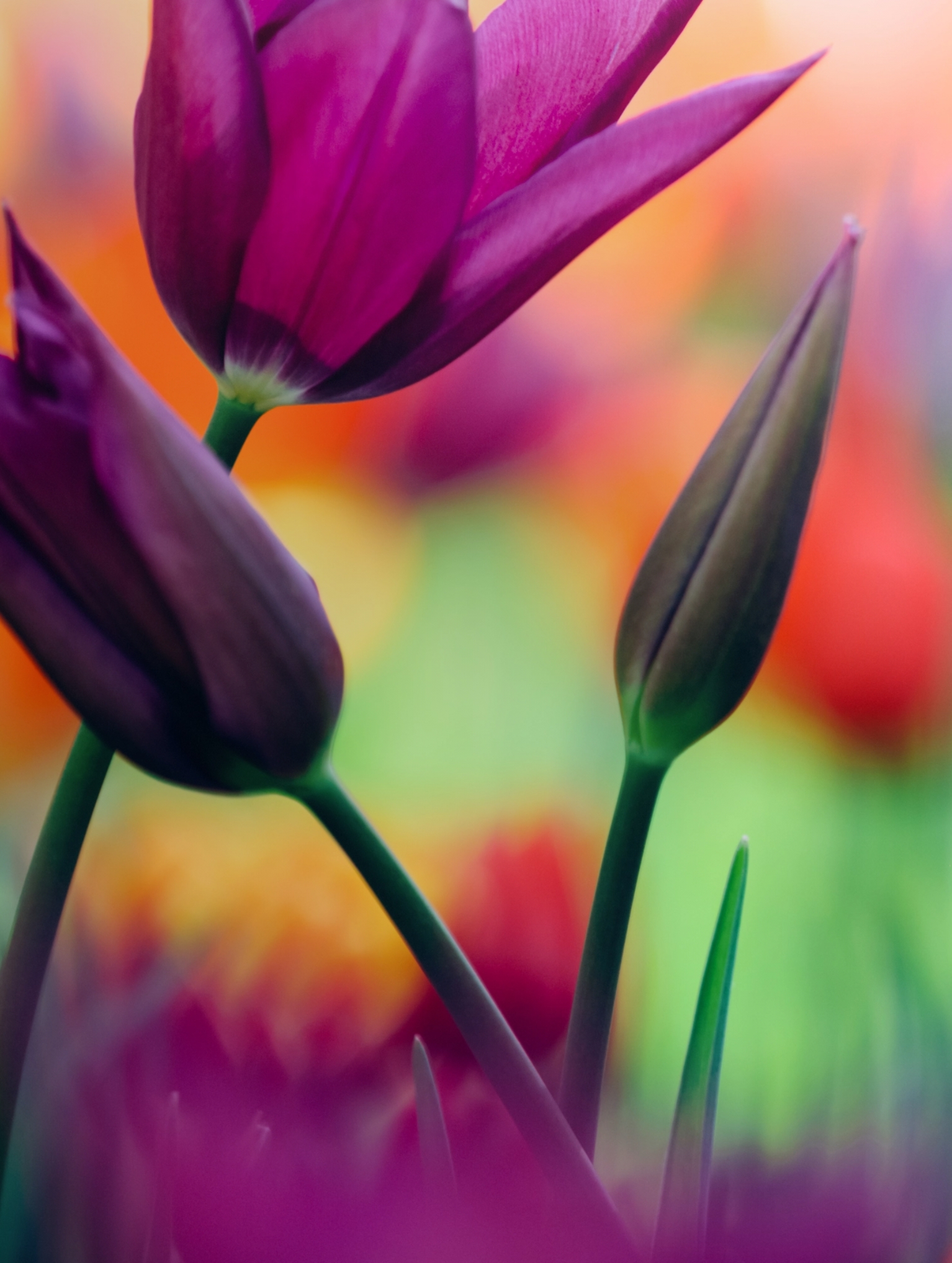 Primavera